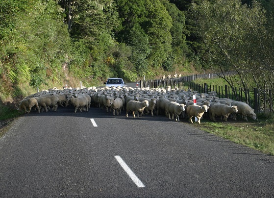 Road and sheep