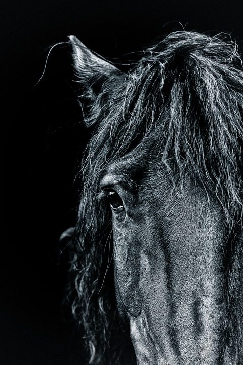 horse-2116163_960_720